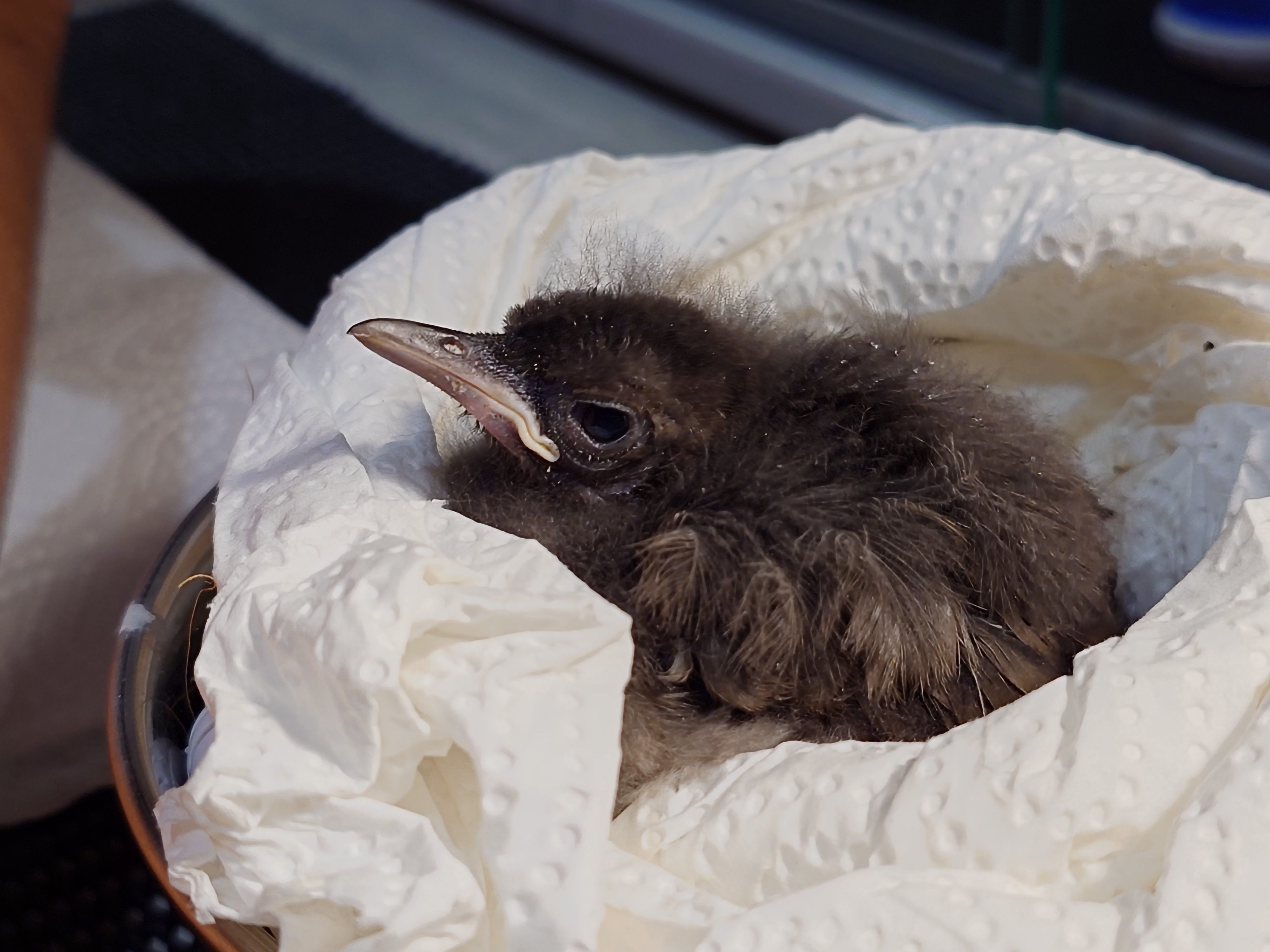 Premier élevage en captivité de l'oiseau le plus menacé de France